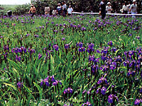 原生花園　あやめヶ原